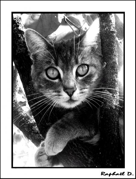 chat