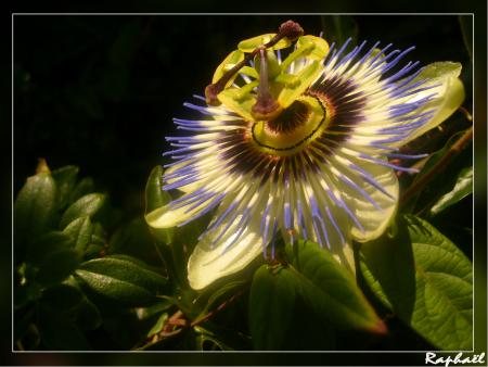 fleur de la passion