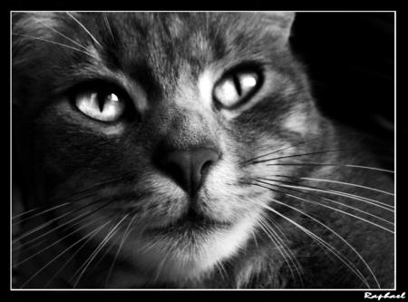 chat