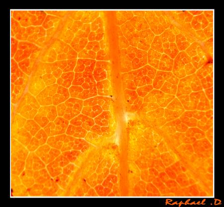 texture orange