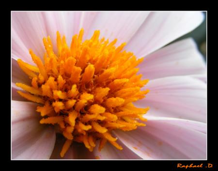 fleur